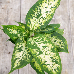 Dieffenbachia Compacta 'Dumb Cane'