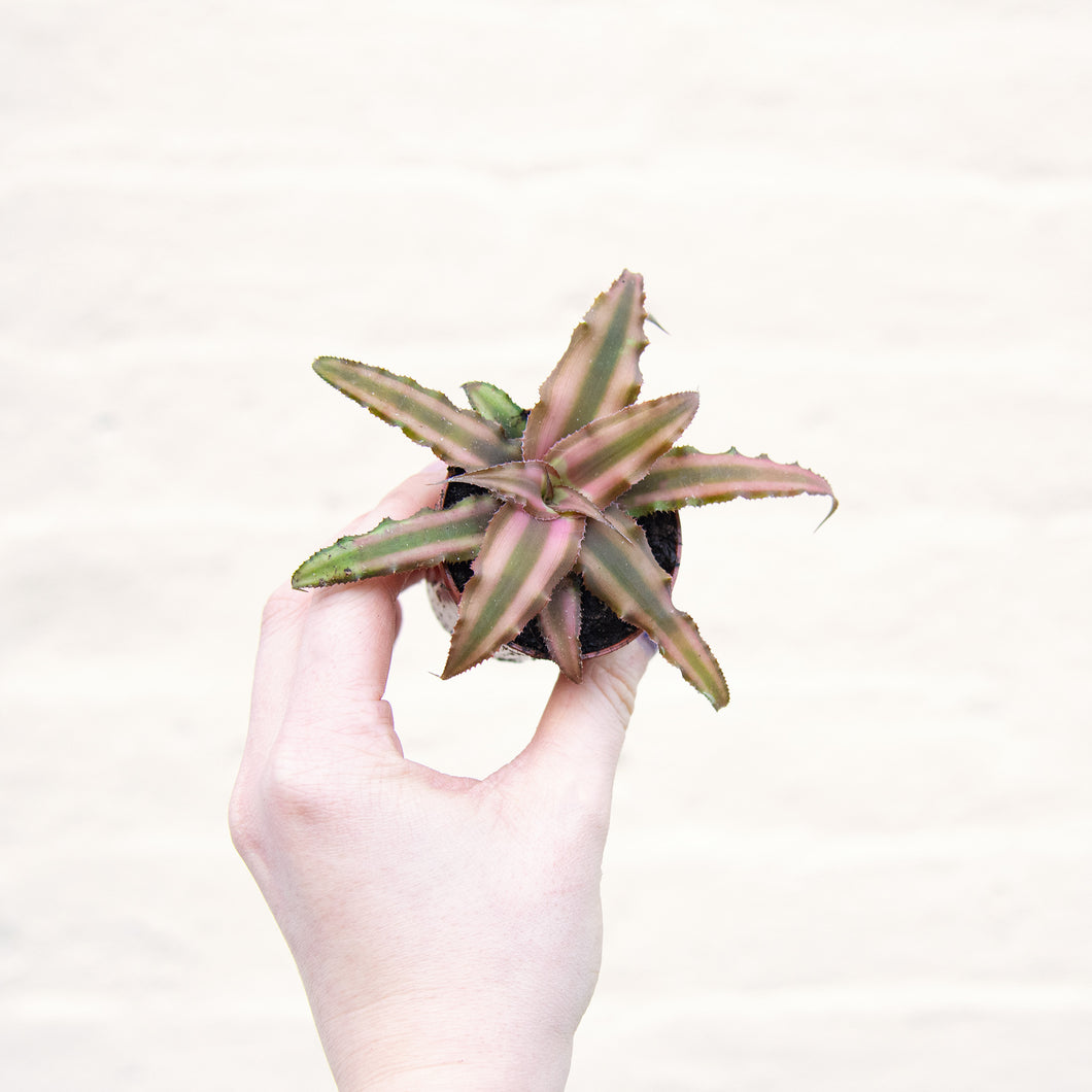 Cryptanthus 'Earth Stars'