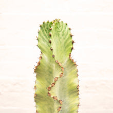 Load image into Gallery viewer, Euphorbia Ingens Variegata &#39;Ghost Euphorbia&#39;
