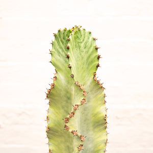 Euphorbia Ingens Variegata 'Ghost Euphorbia'