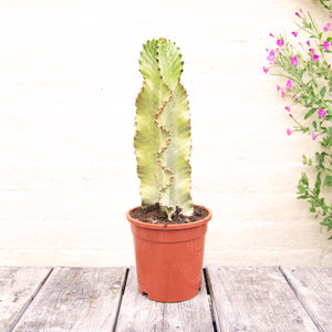 Euphorbia Ingens Variegata 'Ghost Euphorbia'