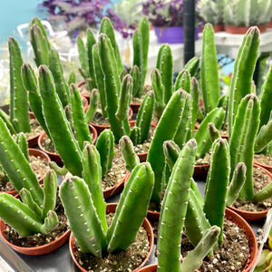 Stapelia Leendertziae 'Black Bells'