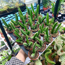 Load image into Gallery viewer, Stapelia Leendertziae &#39;Black Bells&#39;
