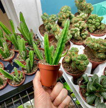 Load image into Gallery viewer, Stapelia Leendertziae &#39;Black Bells&#39;
