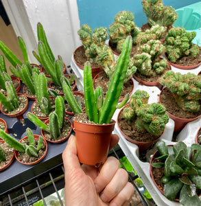 Stapelia Leendertziae 'Black Bells'