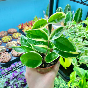 Hoya Carnosa Tricolor 'Krimson Queen'