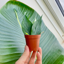 Load image into Gallery viewer, Baby Hoya Polyneura Rooted Cuttings
