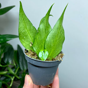 Baby Hoya Polyneura Rooted Cuttings