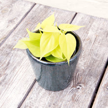 Load image into Gallery viewer, Philodendron &#39;Lemon Lime&#39;
