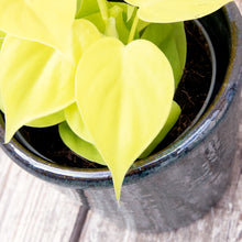 Load image into Gallery viewer, Philodendron &#39;Lemon Lime&#39;
