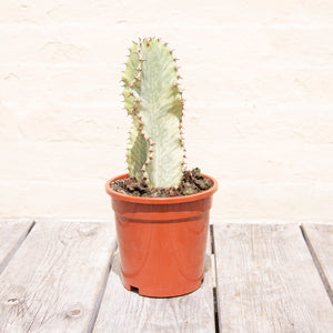 Euphorbia Ingens Variegata 'Ghost Euphorbia'