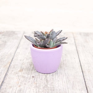 Kalanchoe Tomentosa 'Panda Plant'