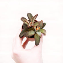 Load image into Gallery viewer, Kalanchoe Tomentosa &#39;Dorothy Brown&#39;
