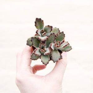 Kalanchoe Tomentosa 'Chocolate Soldier'