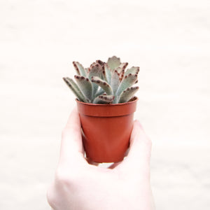 Kalanchoe Tomentosa 'Chocolate Soldier'