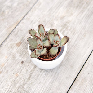 Kalanchoe Tomentosa 'Chocolate Soldier'