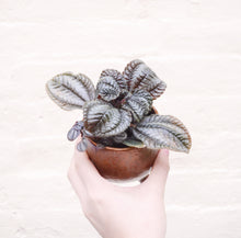 Load image into Gallery viewer, Pilea &#39;Norfolk&#39;
