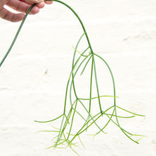 Load image into Gallery viewer, Rhipsalis &#39;Oasis&#39; Hanging Pot
