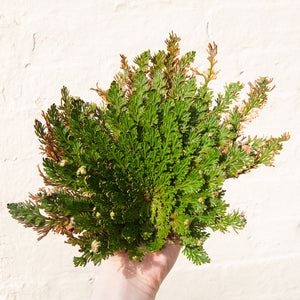 Rose of Jericho 'Resurrection Plant'