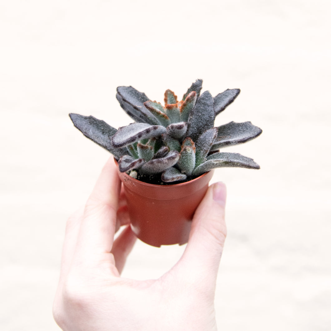 Kalanchoe Tomentosa 'Panda Plant'