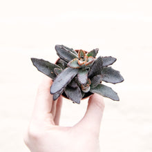 Load image into Gallery viewer, Kalanchoe Tomentosa &#39;Panda Plant&#39;
