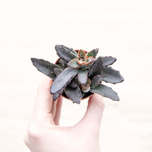 Kalanchoe Tomentosa 'Panda Plant'