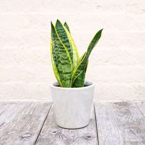 Sansevieria Trifasciata Futura Superba 'Snake Plant'