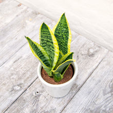 Load image into Gallery viewer, Sansevieria Trifasciata Futura Superba &#39;Snake Plant&#39;
