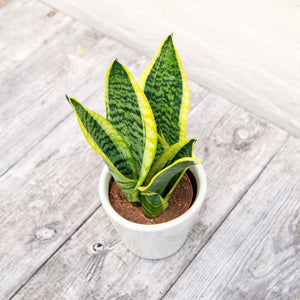 Sansevieria Trifasciata Futura Superba 'Snake Plant'