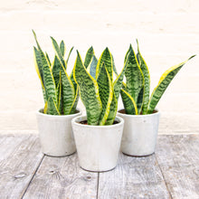 Load image into Gallery viewer, Sansevieria Trifasciata Futura Superba &#39;Snake Plant&#39;
