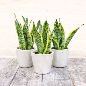 Sansevieria Trifasciata Futura Superba 'Snake Plant'