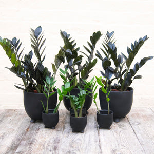 St Tropez Black Pot (3 sizes)