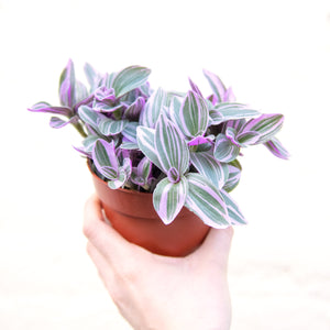 Tradescantia Sweetness 'Silver Inch Plant'