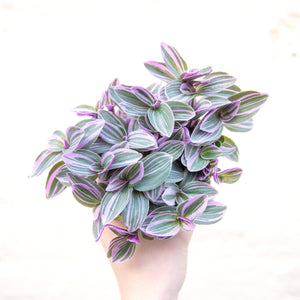 Tradescantia Sweetness 'Silver Inch Plant'