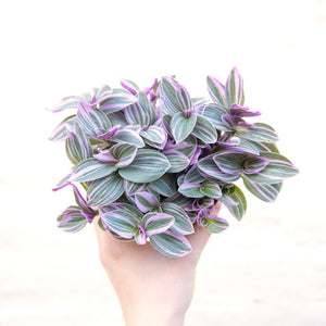 Tradescantia Sweetness 'Silver Inch Plant'