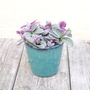 Tradescantia Sweetness 'Silver Inch Plant'