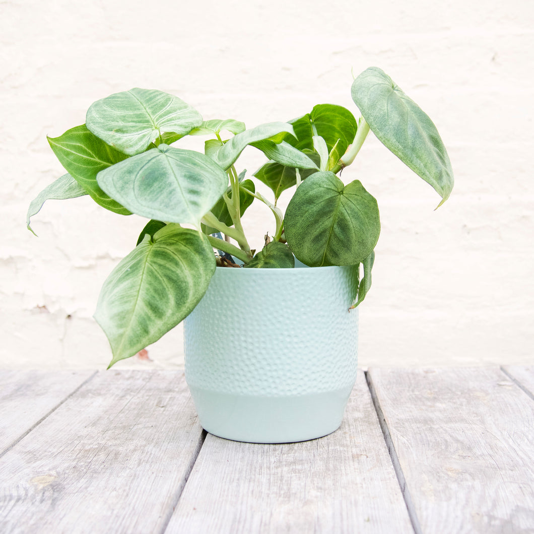 Pisa Plant Pot 17 x 16cm