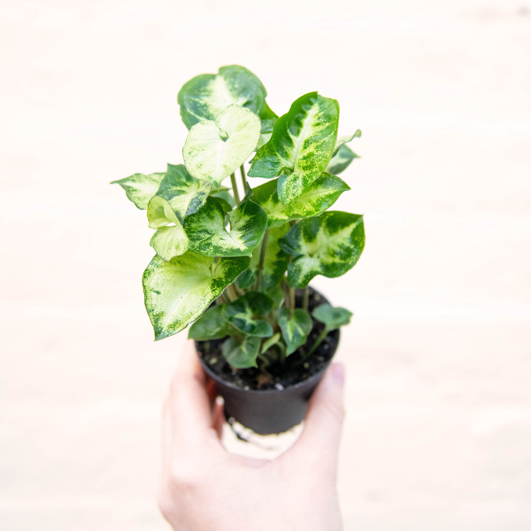 Mini Syngonium 'Pixie' (Arrowhead Vine)