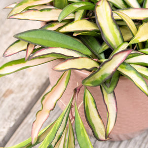 Hoya Wayetii Variegated